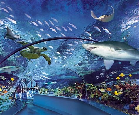 Ripleys aquarium myrtle beach - Ripley's Aquarium of Myrtle Beach. September 27, 2017 ·. 1/2 off Annual Passes, Ultimate Annual Passes (Includes All 5 Attractions) and Renewals on both until November 30th! Click the link to purchase, or visit us at Ripley's Aquarium of Myrtle Beach! Renewals must be done in person. #ripleysmb.